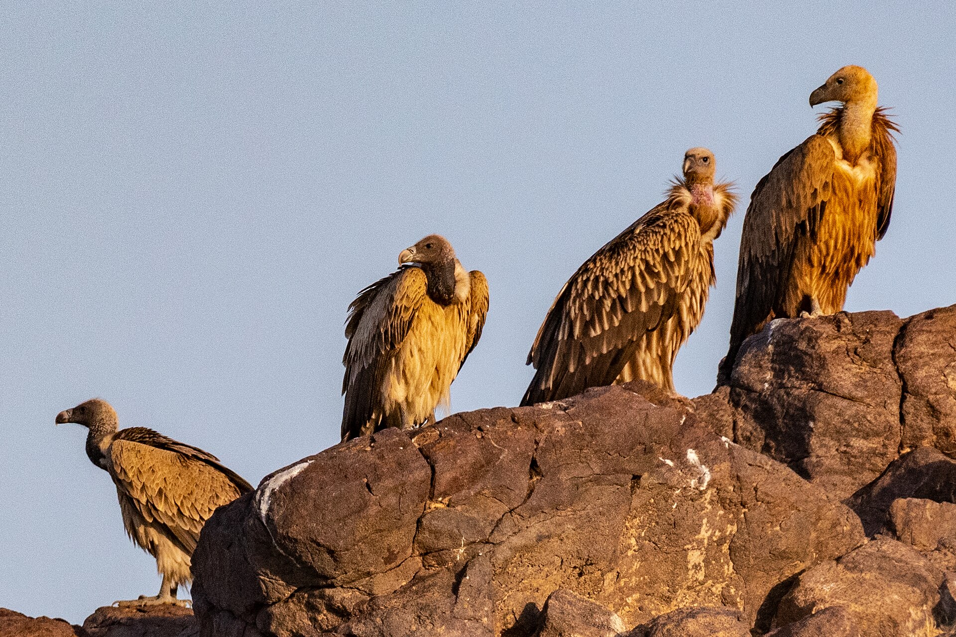 The Slender-billed vultures and White-rumped vultures