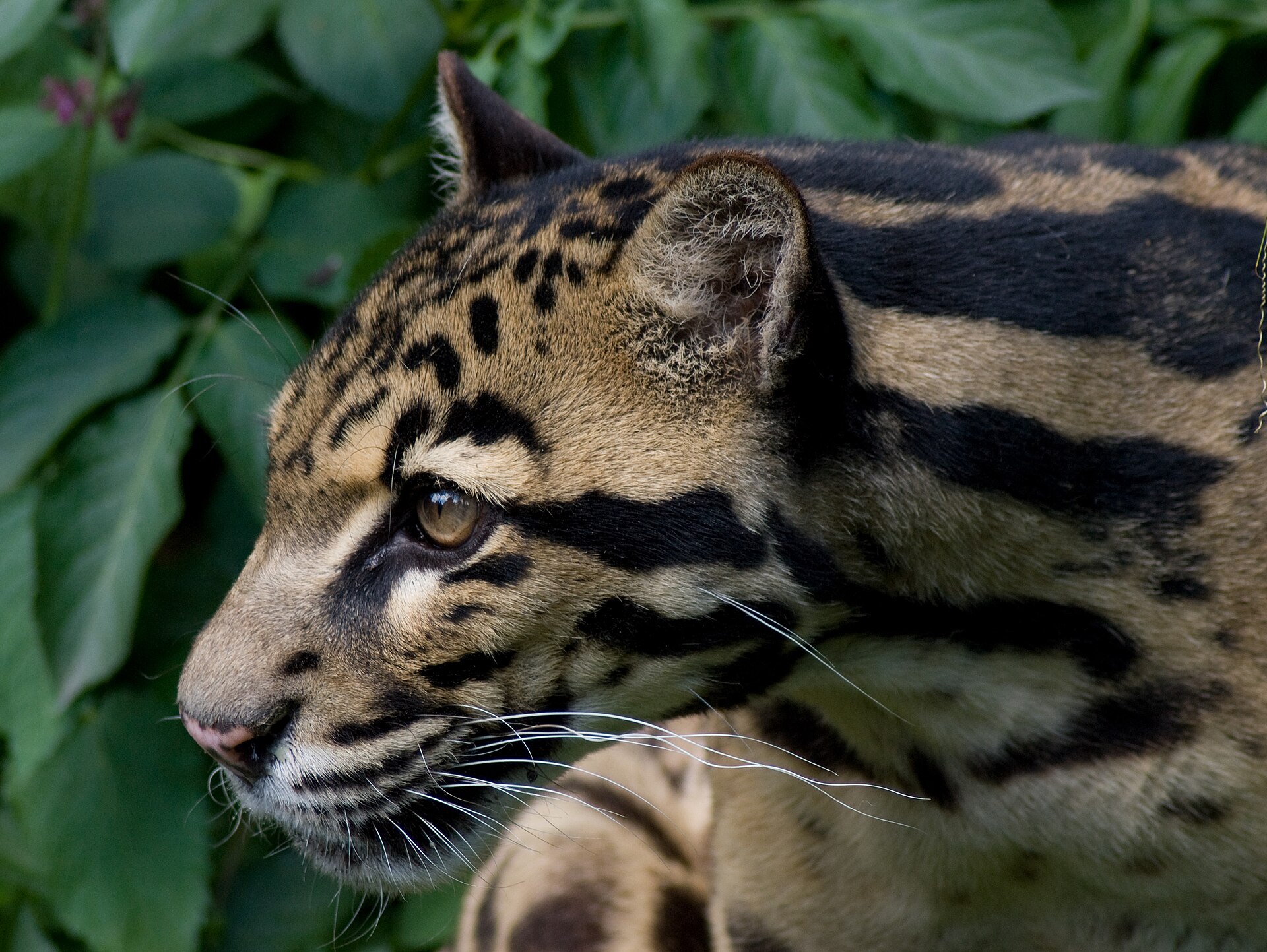 The Clouded Leopard